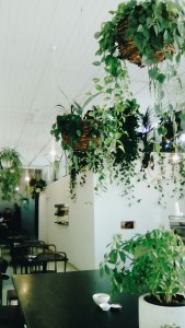Uncommon Cafe Windsor Chapel Street Melbourne with Hanging plants